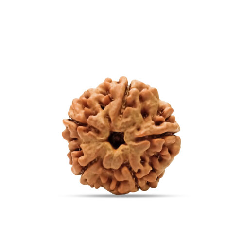 5 mukhi Rudraksha from Nepal – 18mm