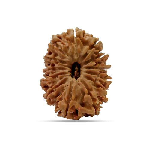 13 mukhi Rudraksha