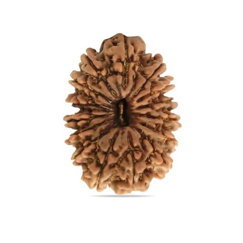 15 mukhi Rudraksha