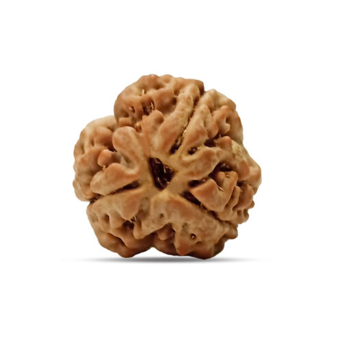 3 mukhi Rudraksha