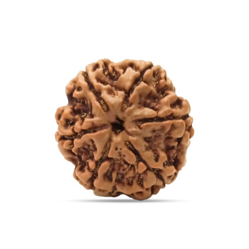 6 mukhi Rudraksha