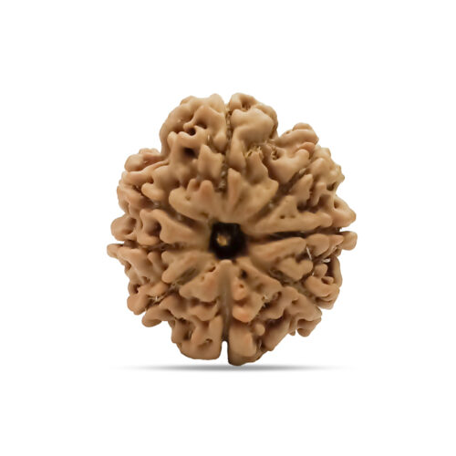 8 mukhi Rudraksha