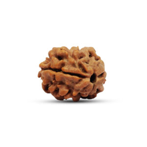 "2 Mukhi Rudraksha from Nepal - Natural sacred bead symbolizing harmony and unity, with distinct surface grooves and a deep brown hue."