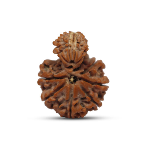 Garbh Gauri Rudraksha from Nepal – 37 to 38mm