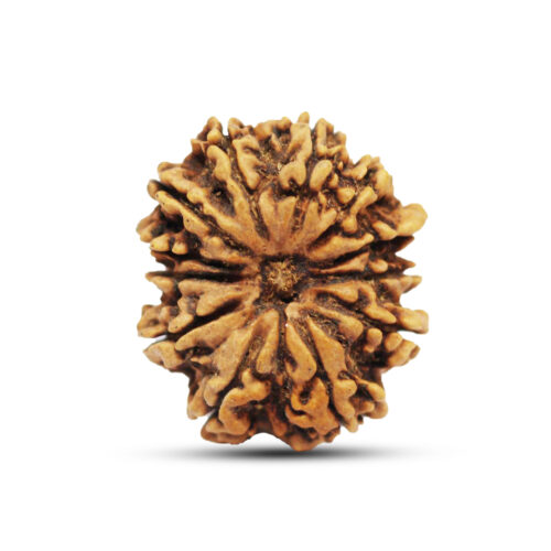 12 mukhi Rudraksha from Nepal – 30mm – I