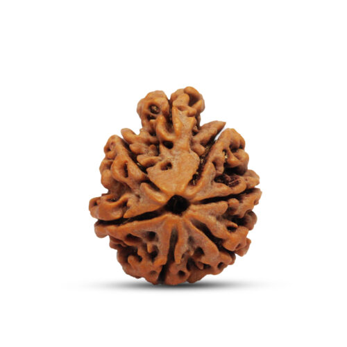 7 mukhi – Savar-Naag Rudraksha from Nepal – 24mm