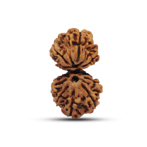 Gaurishankar Rudraksha