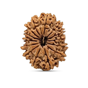 14 mukhi Rudraksha