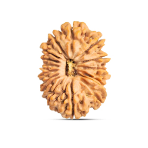 16 mukhi Rudraksha