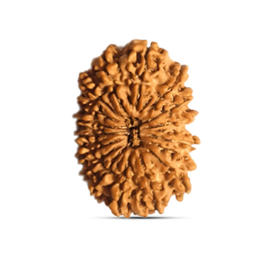 17 mukhi Rudraksha