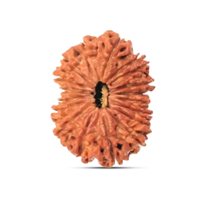 18 mukhi Rudraksha