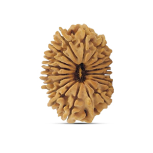 19 mukhi Rudraksha