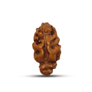 "1 Mukhi Rudraksha from Java, Indonesia - Sacred bead symbolizing divine connection, with natural grooves and smooth brown surface."