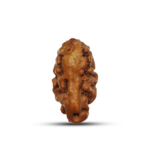 "1 Mukhi Rudraksha from Java, Indonesia - Sacred bead symbolizing divine connection, with natural grooves and smooth brown surface."