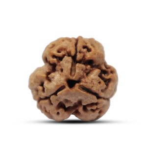 "3 Mukhi Rudraksha from Nepal - Sacred bead symbolizing self-confidence and transformation, with natural grooves and a deep brown surface."