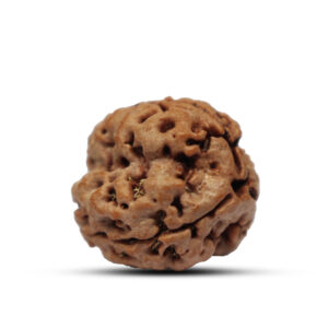 "3 Mukhi Rudraksha from Nepal - Sacred bead symbolizing self-confidence and transformation, with natural grooves and a deep brown surface."