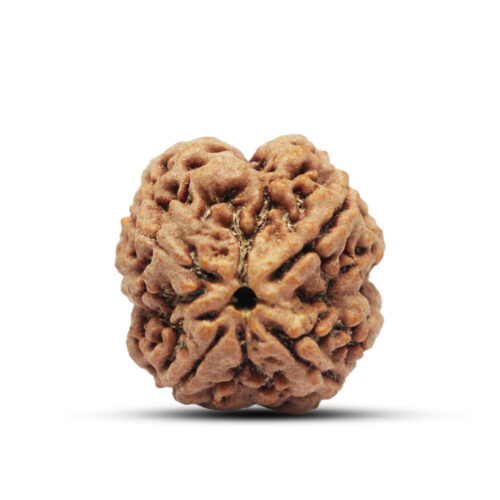 4 mukhi Rudraksha from Nepal – 26mm