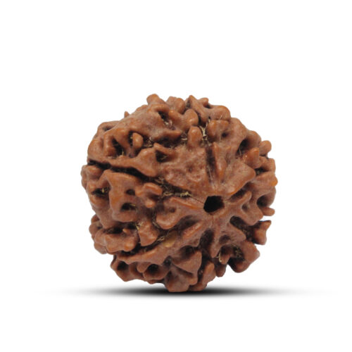 6 mukhi Rudraksha from Nepal – 21mm