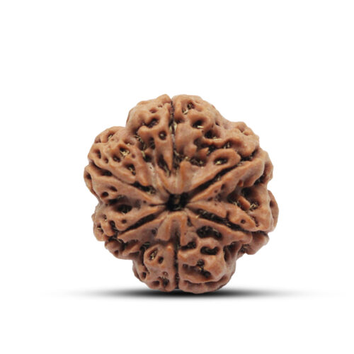 6 mukhi Rudraksha from Nepal – 23mm