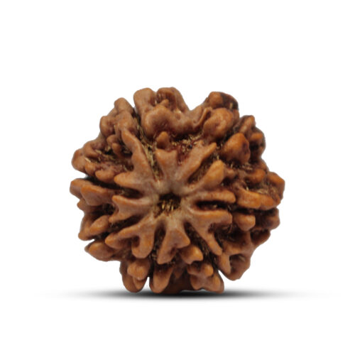 7 mukhi Rudraksha from Nepal – 23mm – III