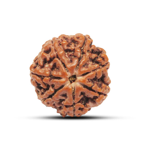 7 mukhi Rudraksha from Nepal – 23mm