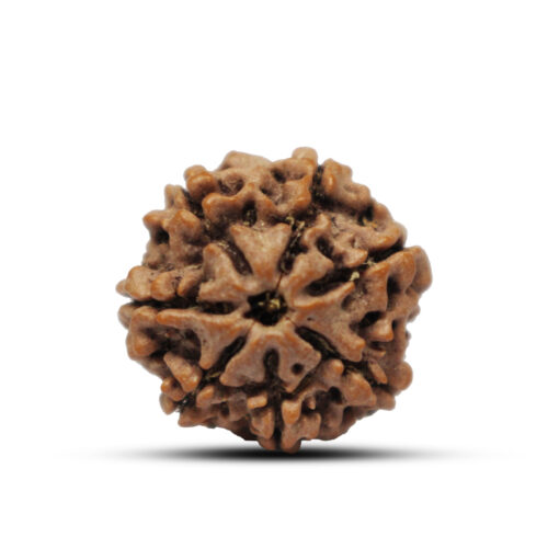 7 mukhi Rudraksha from Nepal – 18mm