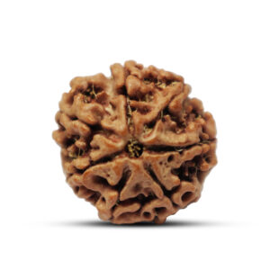 "7 Mukhi Rudraksha from Nepal - Sacred bead symbolizing abundance and prosperity, with natural grooves and a smooth brown surface."