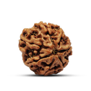 "7 Mukhi Rudraksha from Nepal - Sacred bead symbolizing abundance and prosperity, with natural grooves and a smooth brown surface."