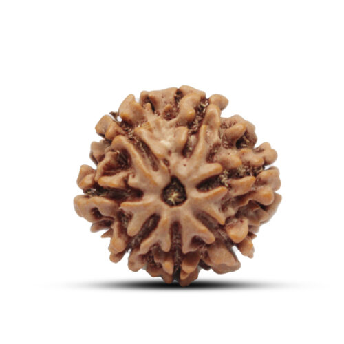 7 mukhi Rudraksha from Nepal – 22 mm