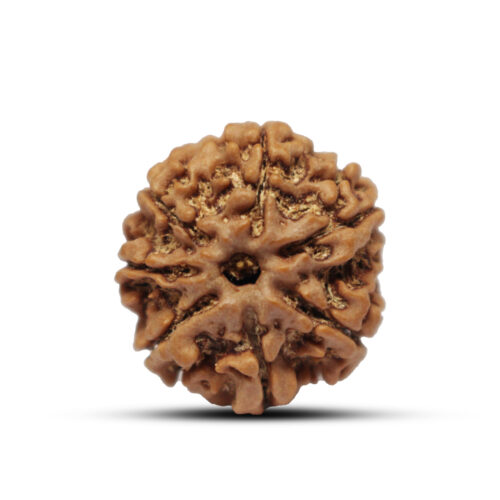 7 mukhi Rudraksha from Nepal – 22mm – I