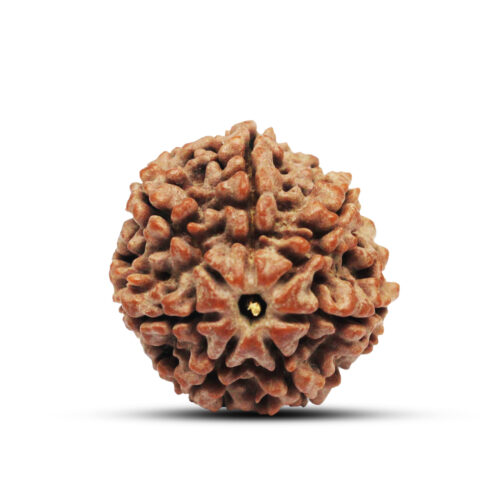 7 mukhi Rudraksha from Nepal – 23mm