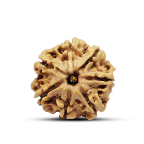 7 mukhi Rudraksha from Nepal – 21mm