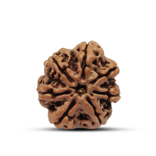 7 mukhi Rudraksha from Nepal – 23mm – I