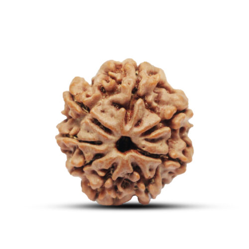 8 mukhi Rudraksha from Nepal – 22mm – II