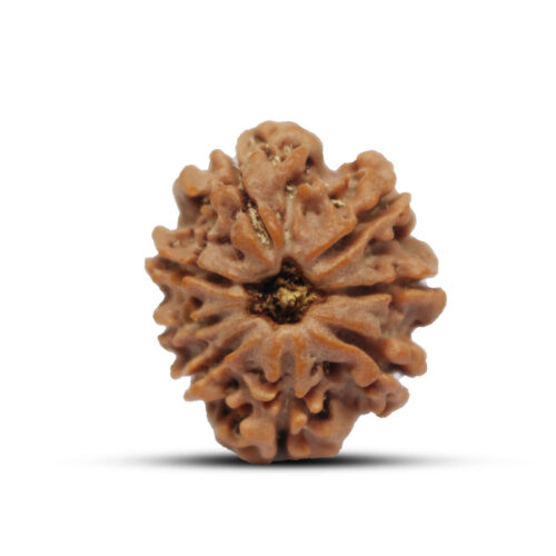 8 mukhi Rudraksha from Nepal – 21mm