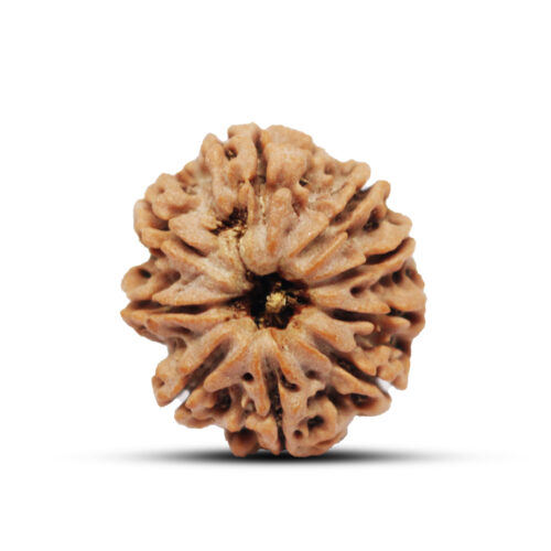 9 mukhi Rudraksha from Nepal – 24mm – I