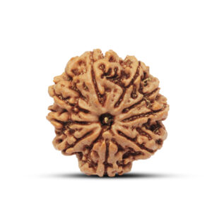 "9 Mukhi Rudraksha from Nepal - Sacred bead symbolizing divine energy and spiritual power, featuring natural grooves and a smooth brown surface."