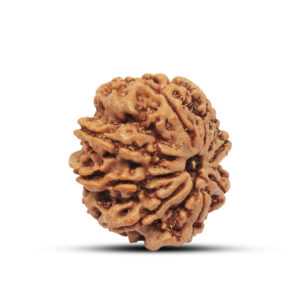 "9 Mukhi Rudraksha from Nepal - Sacred bead symbolizing divine energy and spiritual power, featuring natural grooves and a smooth brown surface."