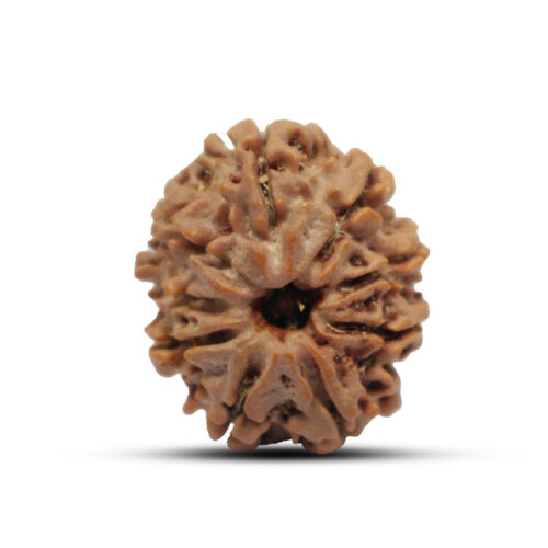 9 mukhi Rudraksha from Nepal – 24mm – III