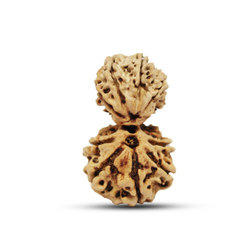 Garbh Gauri Rudraksha from Nepal – 28 to 33mm