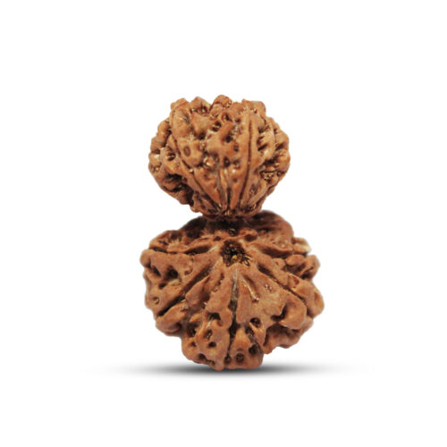 Garbh Gauri Rudraksha from Nepal – 39 to 40mm