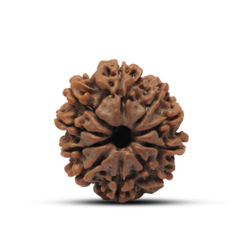 10 mukhi Rudraksha from Nepal – 23mm