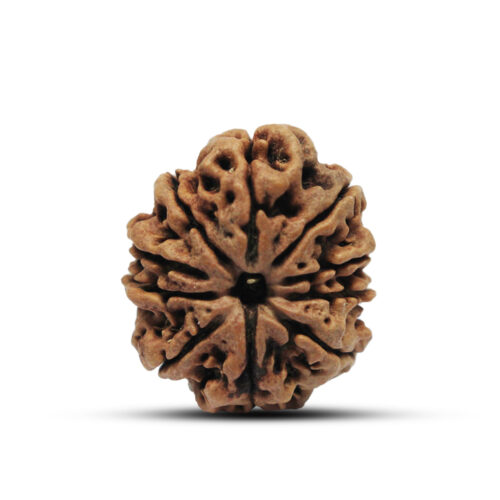 10 mukhi Rudraksha from Nepal – 26mm