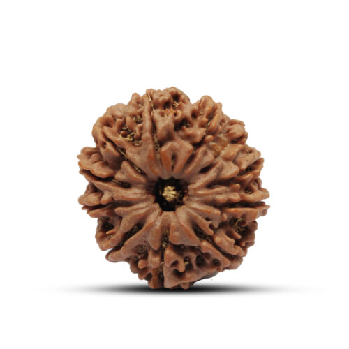 11 mukhi Rudraksha from Nepal – 24mm