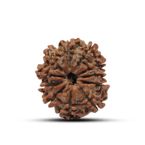 11 mukhi Rudraksha from Nepal – 24mm – I