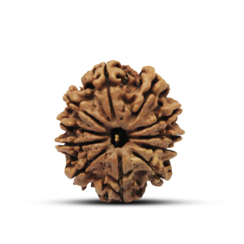 11 mukhi Rudraksha from Nepal – 25mm