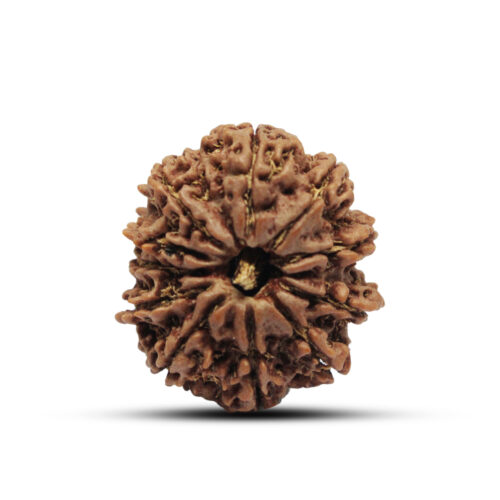 11 mukhi Rudraksha from Nepal – 25mm – I