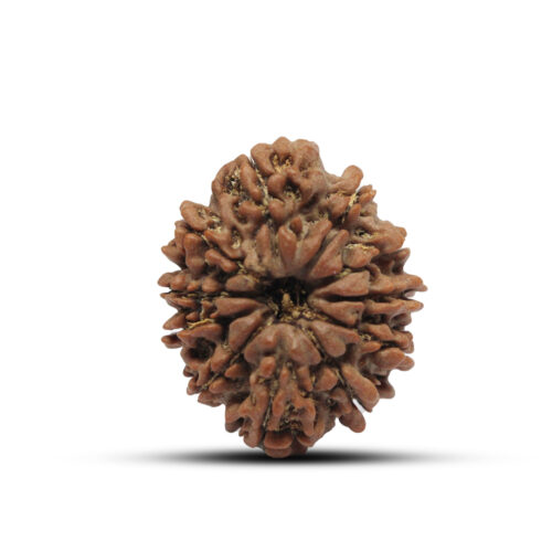 11 mukhi Rudraksha from Nepal – 26mm