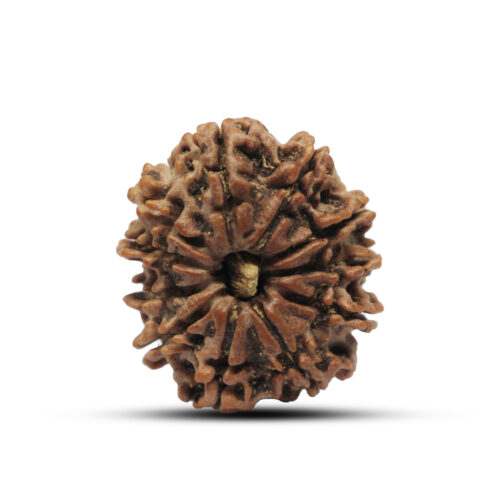 11 mukhi Rudraksha from Nepal – 26mm – I