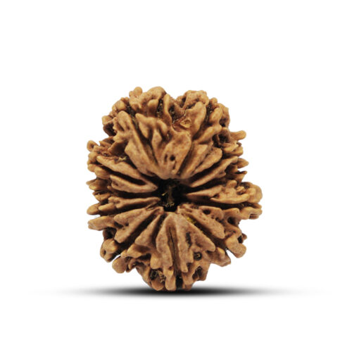 11 mukhi Rudraksha from Nepal – 28mm